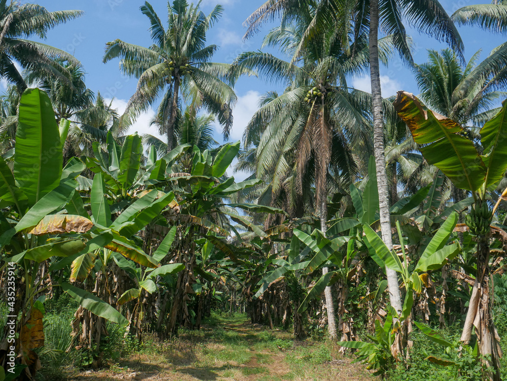 Coconuts tree in a plantation area in the tropical nation of Indonesia. Coconuts tree in a plantation area in the tropical nation of Indonesia.