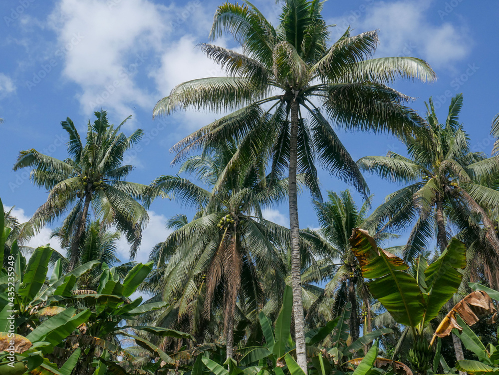 Fototapeta premium Coconuts tree in a plantation area in the tropical nation of Indonesia.