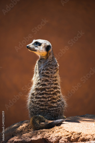 meerkat on guard duty © Jiahui