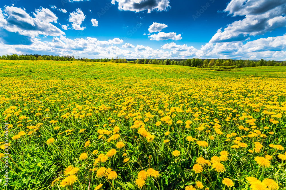 Fototapeta premium Meadows in the forest illuminated by the sun, covered in dandelions on a cloudy spring day