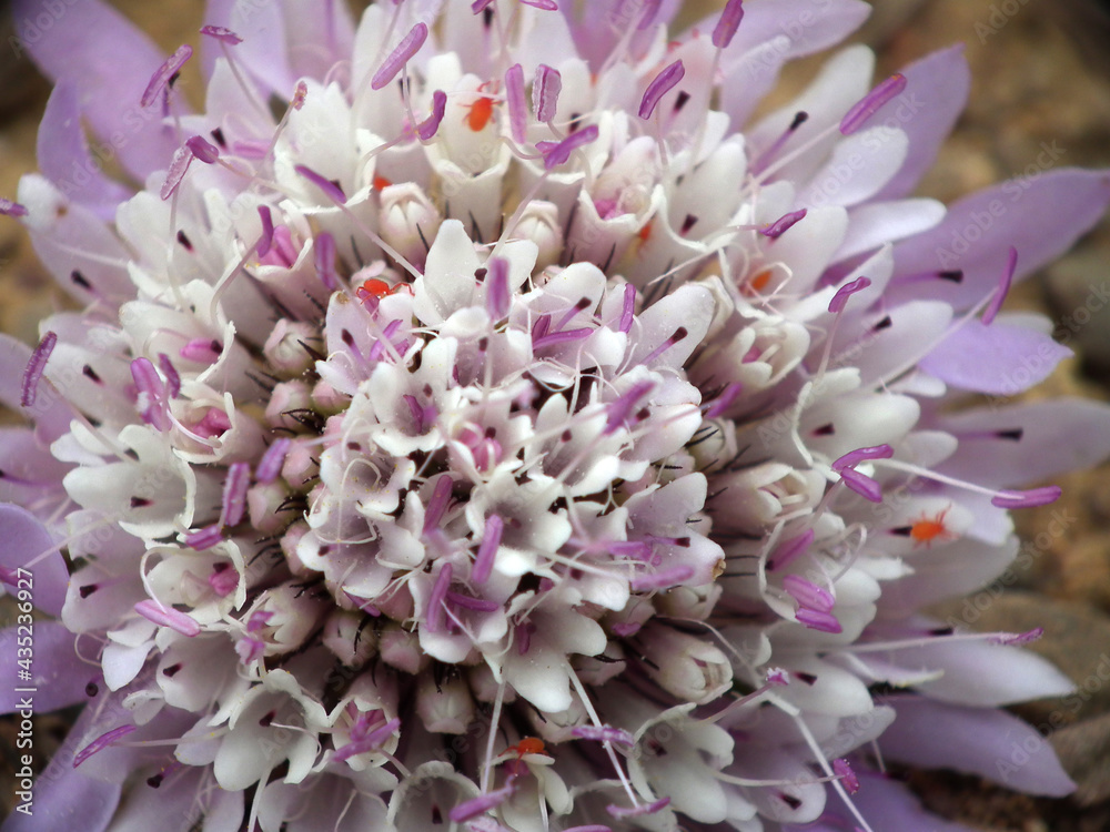 Fiori e piante selvatiche