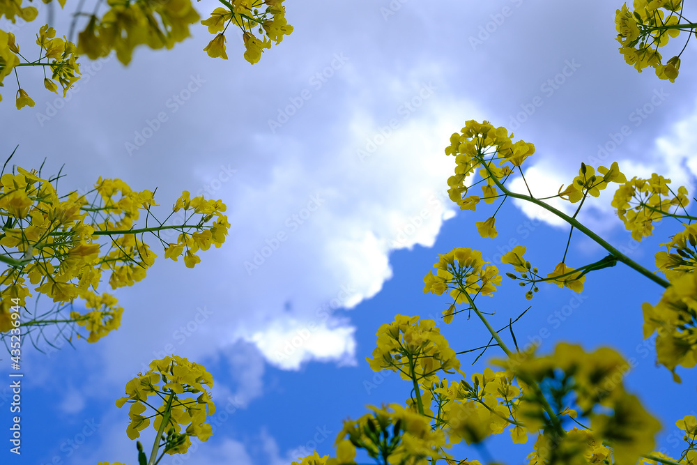 Rapsblüten streben dem Himmel entgegen