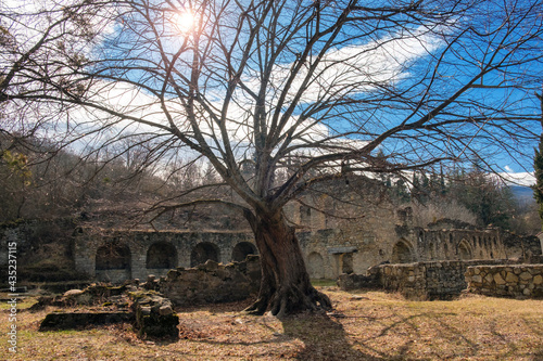 A tree in the yard of Ikalto Academy in Ikalto Monastery Georgia photo