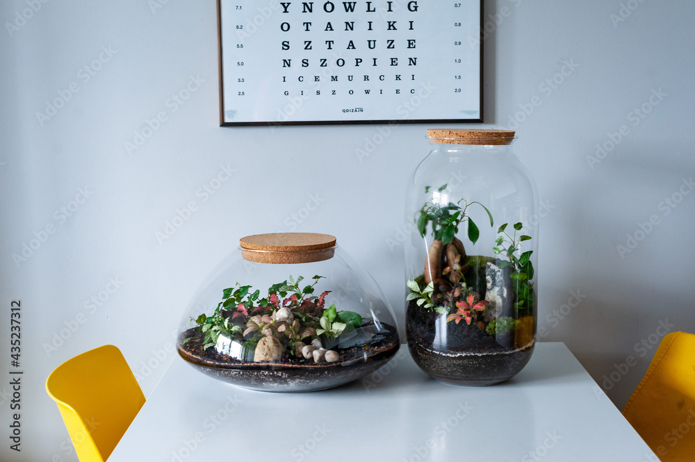 Small decoration plants in a glass bottle, garden terrarium bottle, forest in a jar. Terrarium jar with piece of forest with self ecosystem. Save the earth concept. Bonsai, set of terrariums, jars