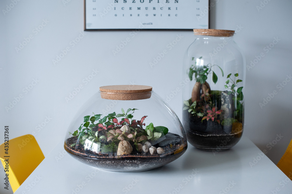Small decoration plants in a glass bottle, garden terrarium bottle, forest in a jar. Terrarium jar with piece of forest with self ecosystem. Save the earth concept. Bonsai, set of terrariums, jars
