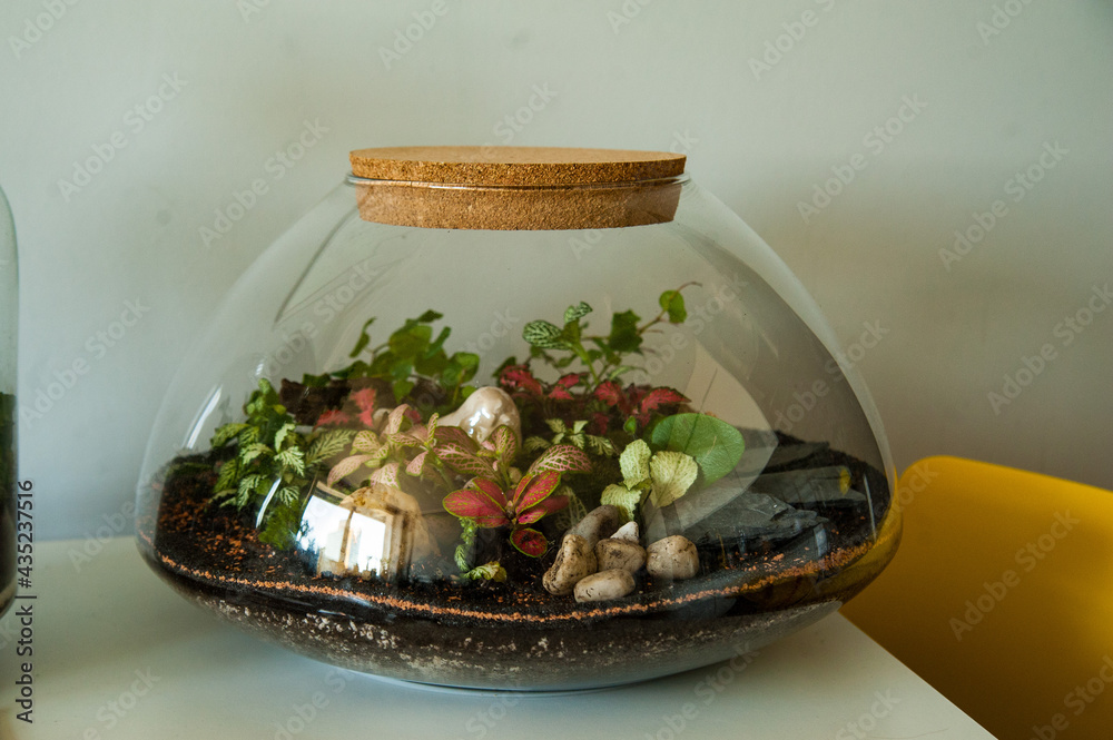 Small decoration plants in a glass bottle, garden terrarium bottle, forest in a jar. Terrarium jar with piece of forest with self ecosystem. Save the earth concept. Bonsai, set of terrariums, jars