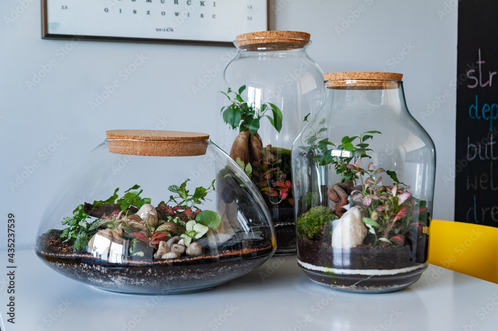 Small decoration plants in a glass bottle, garden terrarium bottle, forest in a jar. Terrarium jar with piece of forest with self ecosystem. Save the earth concept. Bonsai, set of terrariums, jars