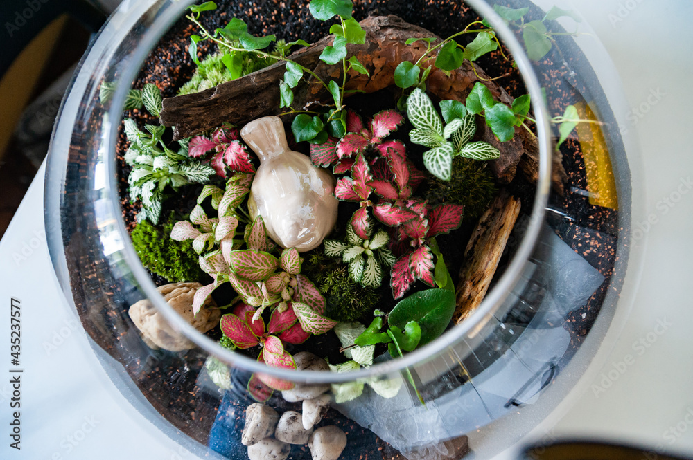 Small decoration plants in a glass bottle, garden terrarium bottle, forest in a jar. Terrarium jar with piece of forest with self ecosystem. Save the earth concept. Bonsai, set of terrariums, jars