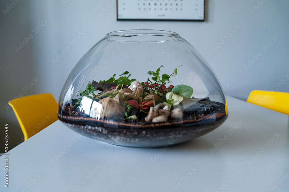 Small decoration plants in a glass bottle, garden terrarium bottle, forest in a jar. Terrarium jar with piece of forest with self ecosystem. Save the earth concept. Bonsai, set of terrariums, jars