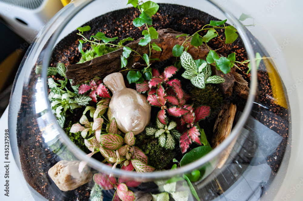 Small decoration plants in a glass bottle, garden terrarium bottle, forest in a jar. Terrarium jar with piece of forest with self ecosystem. Save the earth concept. Bonsai, set of terrariums, jars