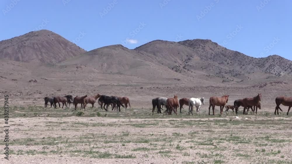 Herd of Wild Horses in the Utah Desert Herd of Wild Horses in the Utah Desert