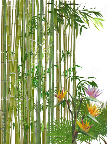green bamboo plants and tropical flowers on white photo