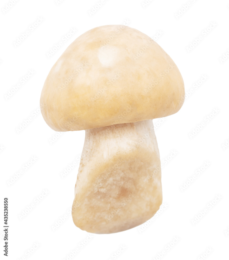 Mushroom Calocybe gambosa on a white background. Mushroom Calocybe gambosa on a white background.