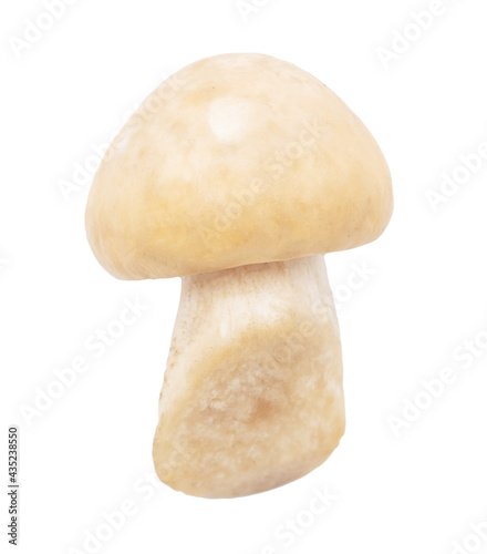 Mushroom Calocybe gambosa on a white background.