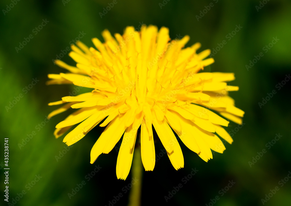 Close up of yellow dandelion flower in spring. Close up of yellow dandelion flower in spring.