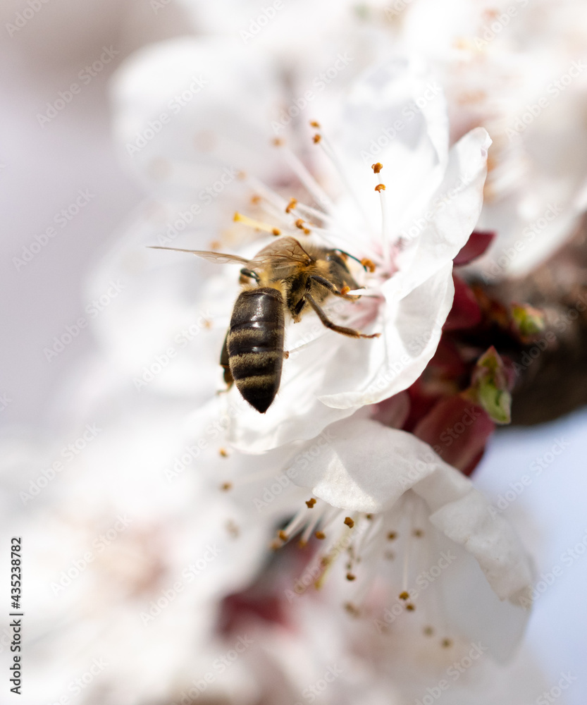 Bee on a white flower of a fruit tree. Bee on a white flower of a fruit tree.