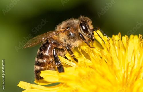 Close-up of a bee on a yellow dandelion flower in spring.