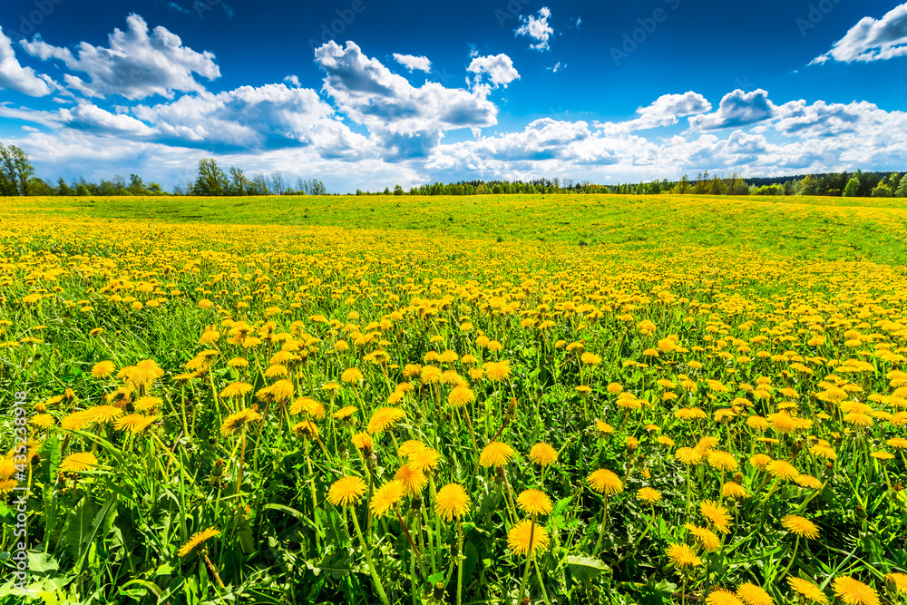 Meadows in the forest illuminated by the sun, covered in dandelions on a cloudy spring day Meadows in the forest illuminated by the sun, covered in dandelions on a cloudy spring day