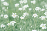 White little flowers cerastium. Delicate nature background. Selective soft focus.
