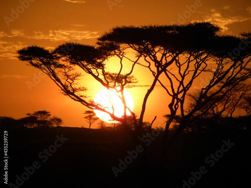 Fototapeta Naklejka Na Ścianę i Meble -  Sonnenaufgang Afrika