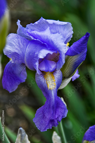 Fototapeta Naklejka Na Ścianę i Meble -  purple iris flower