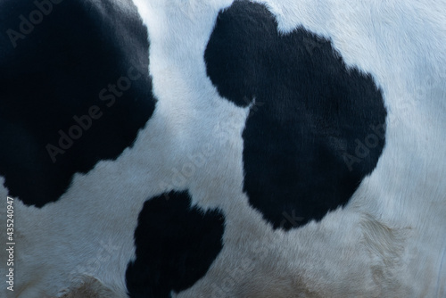Texture of a Cow milk ,Real cow leather, White and black and brown spots.
