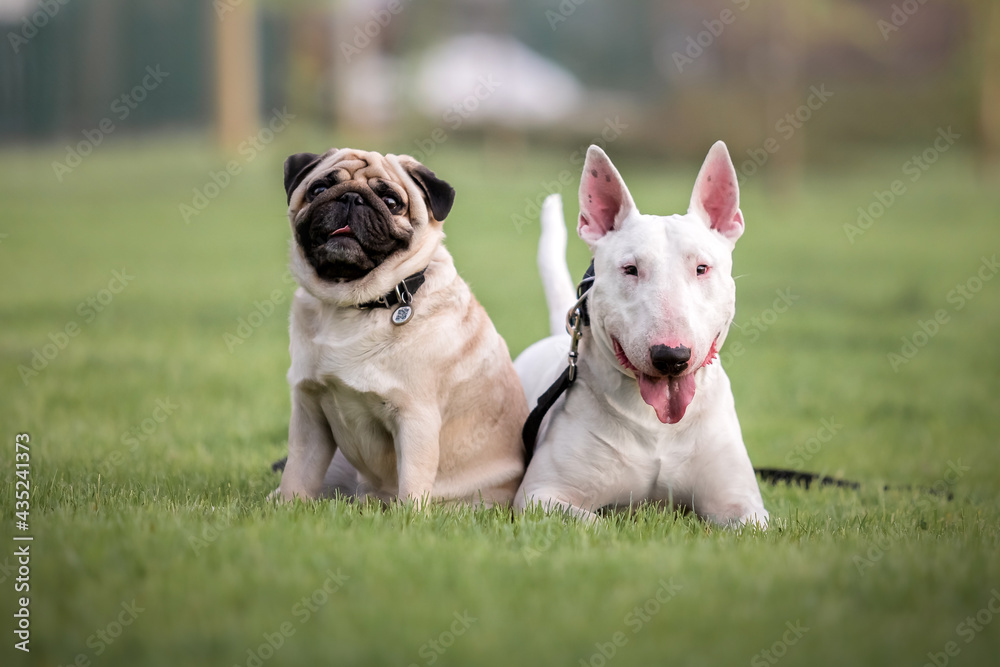 Two dogs in tha park. Pug dog. Bullterrier dog