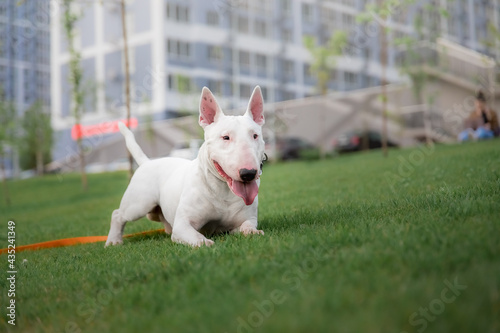 Bullterrier dog on a walk