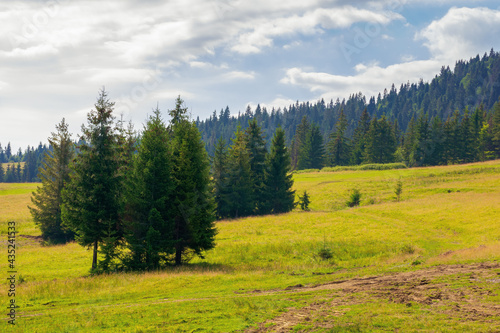 fir trees on the hills and meadows. summer mountain landscape in the forenoon