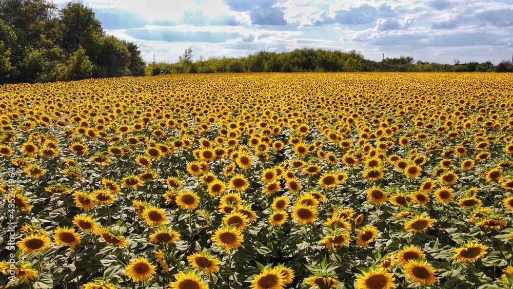 Naklejka premium field of sunflowers