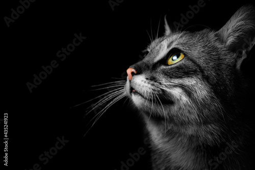 gray cat on a dark background, beautiful textured fur.