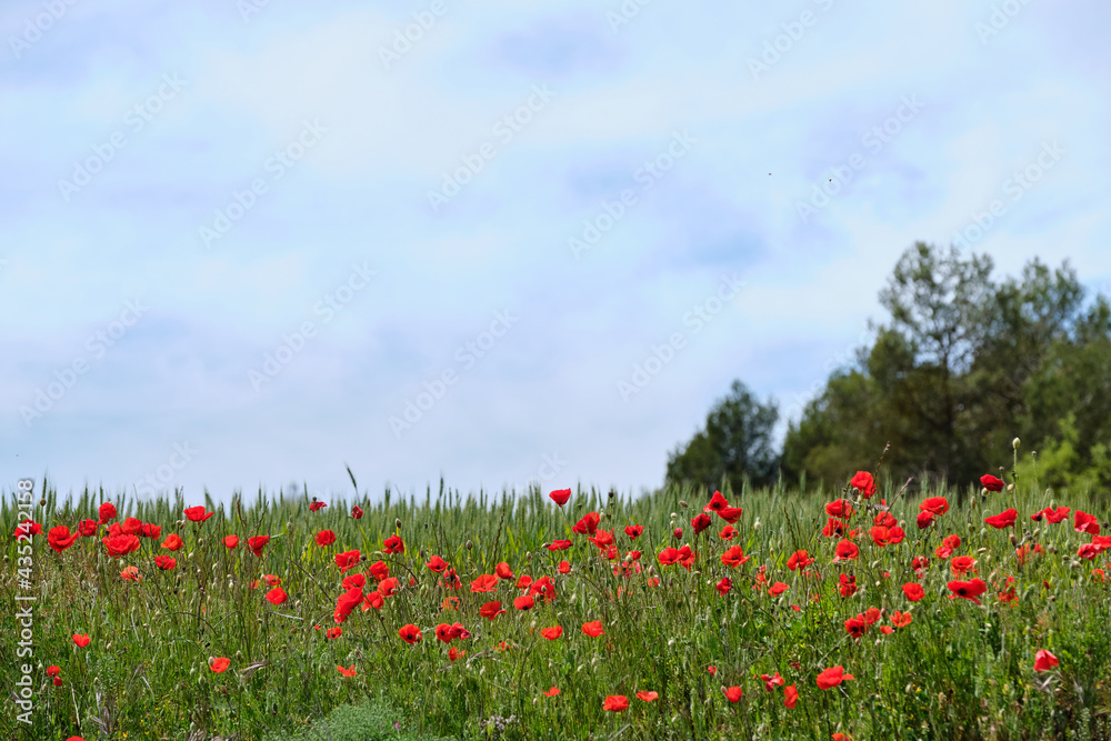 Spring meadow with poppies and wild flowers and blue sky landscape