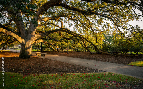 Century Tree on the Texas A&M University Campus on an autumn evening