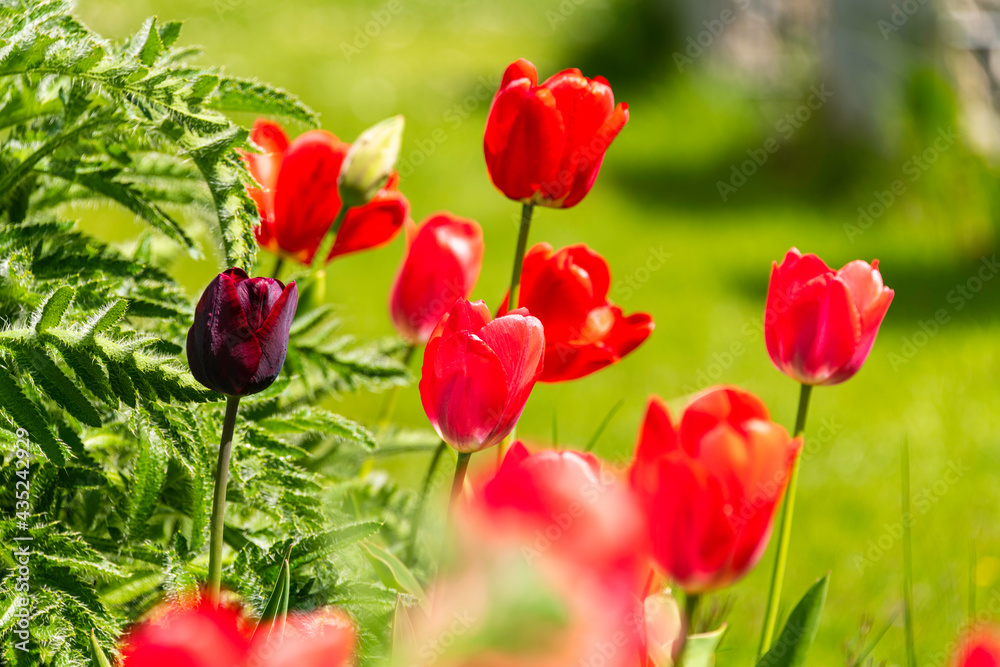 Fototapeta premium Group Of Red Tulips