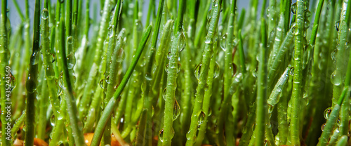 Macro photo of green grass with drops of water. Abstract background. Eco concept.