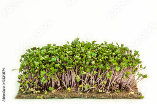 Microgreens sprouts on white background. Concept of growing healthy eating.