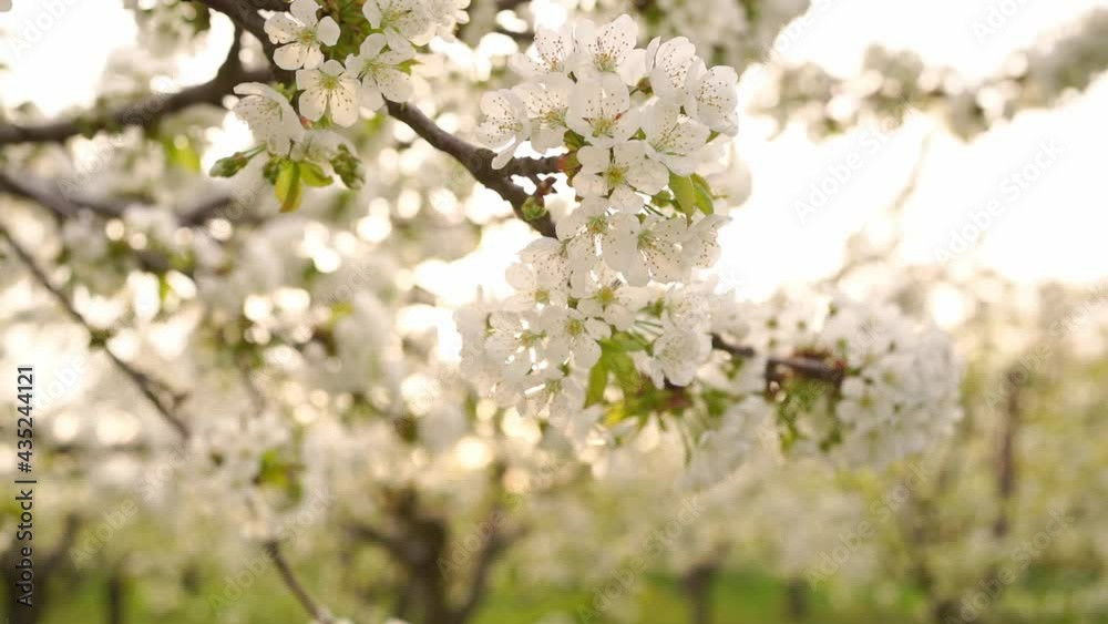 The beauty of spring nature. branches of blossom trees. gardening and farming. aromatherapy and meditation. landscape. The beauty of spring nature. branches of blossom trees. gardening and farming. aromatherapy and meditation. landscape.
