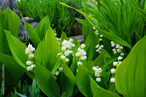 blooming lilies of the valley in a flower bed in the garden
