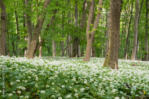 The oak forests blossomed with white flowers of bear garlic everywhere. 