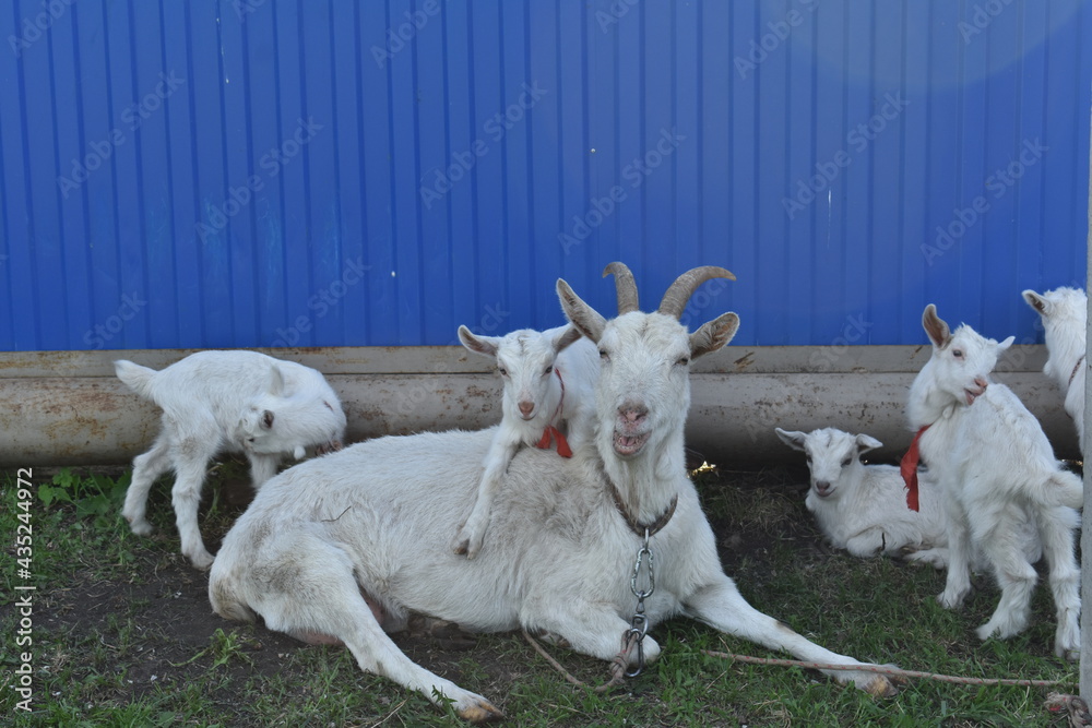 young goat with mother goat, lie on the grass on the farm. farming, animal husbandry, goat milk,farmer