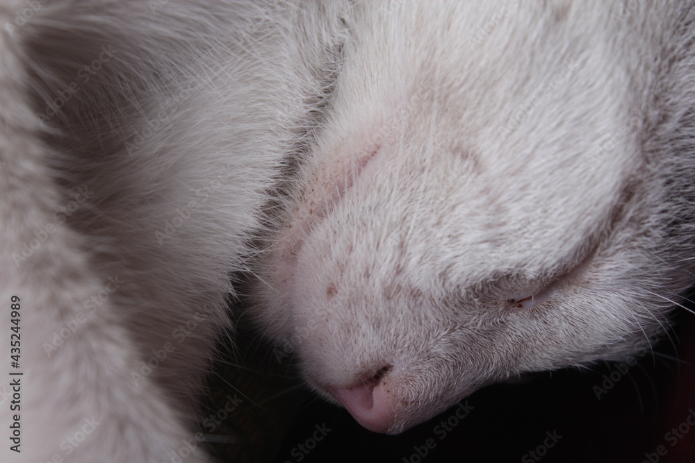 Abstract Art Cat Abstract Art Cat