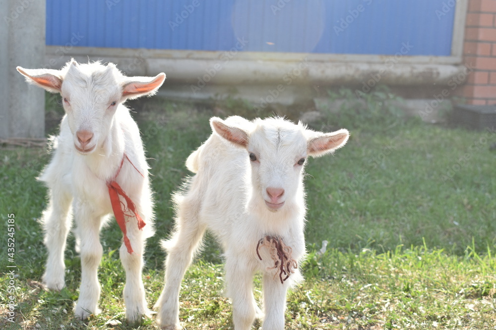 Fototapeta premium young goat with mother goat, lie on the grass on the farm. farming, animal husbandry, goat milk