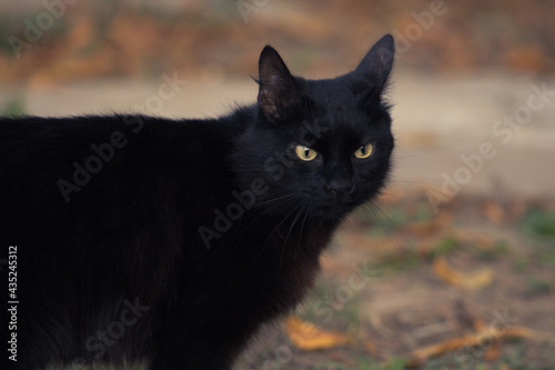 Maicol, the black cat