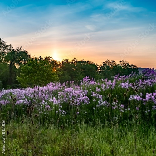 Landscape scenery of the sun rising over a hillside illuminating a field of purple wildflowers, dame’s rocket, phlox with colorful sky of blue, pink and orange in southwest Pennsylvania in spring..