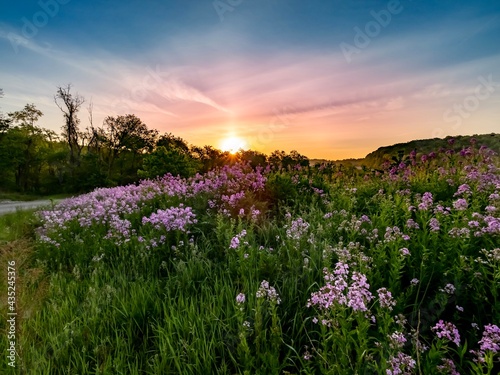 Landscape scenery of the sun rising over a hillside illuminating a field of purple wildflowers, dame’s rocket, phlox with colorful sky of blue, pink and orange in southwest Pennsylvania in spring..