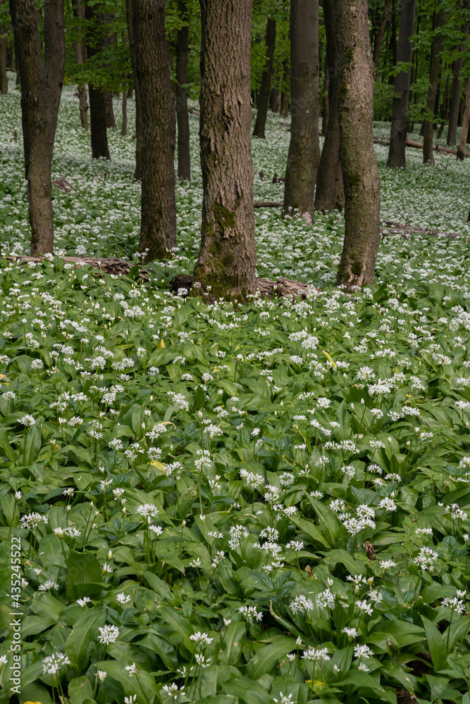 The oak forests blossomed with white flowers of bear garlic everywhere.
The oak forests blossomed with white flowers of bear garlic everywhere.