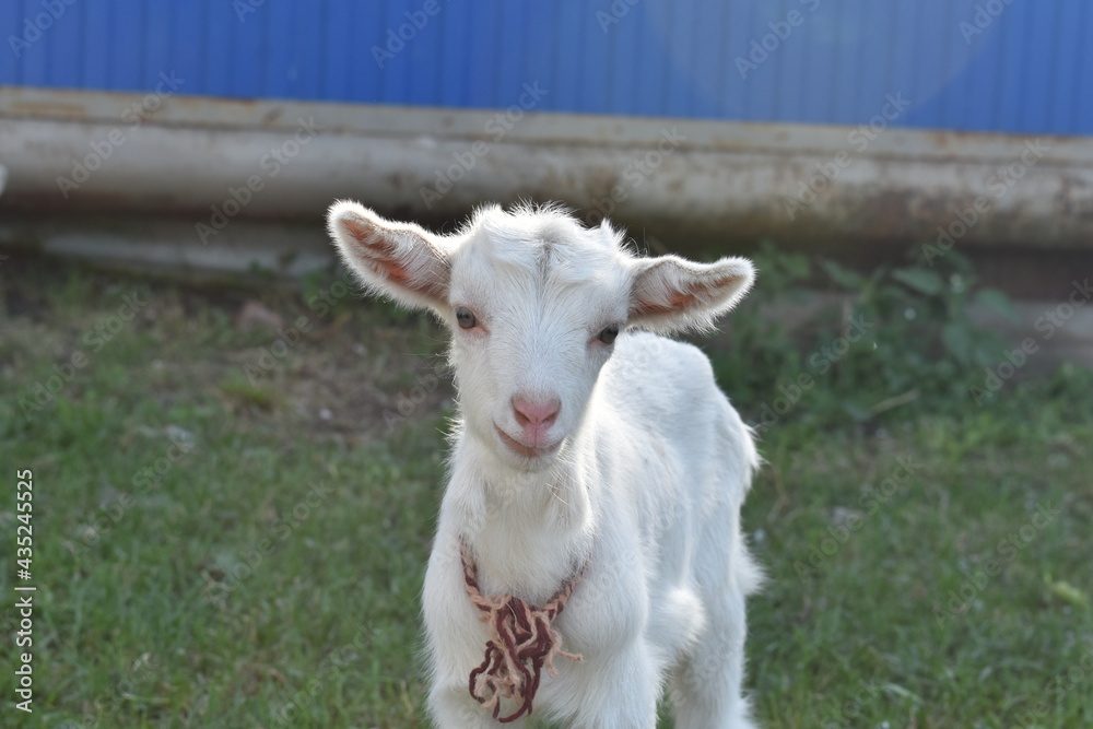 Obraz premium young goat with mother goat, lie on the grass on the farm. farming, animal husbandry, goat milk
