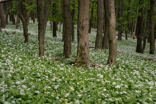 Fototapeta Naklejka Na Ścianę i Meble -  The oak forests blossomed with white flowers of bear garlic everywhere.
