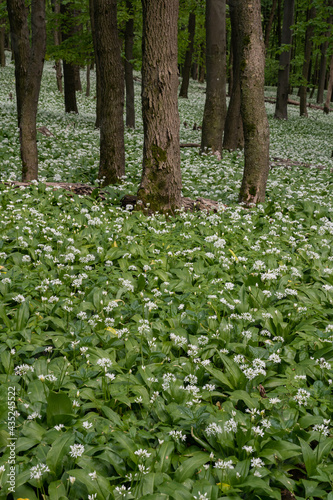Fototapeta Naklejka Na Ścianę i Meble -  The oak forests blossomed with white flowers of bear garlic everywhere.
