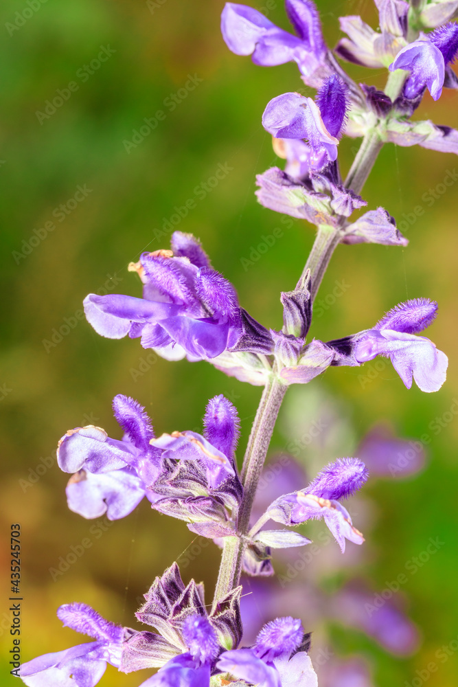Obraz premium Macro photo of a blue sage purple flower